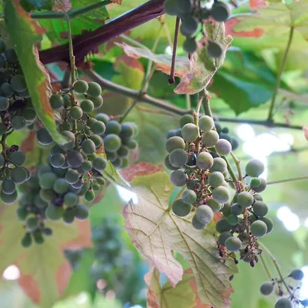 Koselig I Антіб